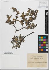 Foto von Salix glauca L.